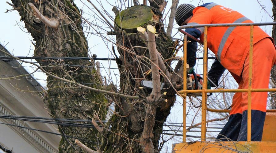 Власти почти на трое суток перекроют улицу в Симферополе из-за обрезки деревьев