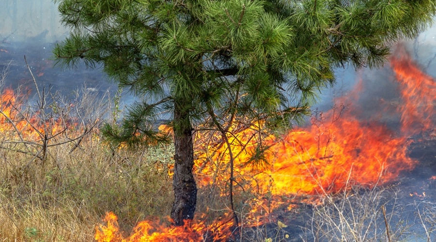 Спасатели локализовали лесной пожар под Симферополем