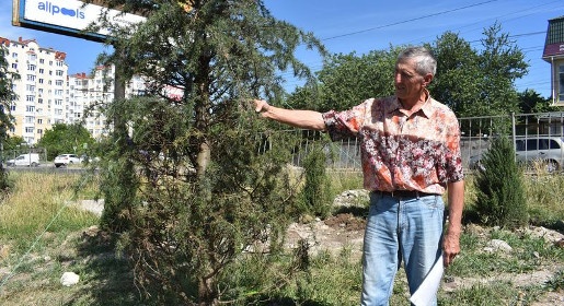 Специальная группа экспертов занимается спасением страдающих от засухи и больных деревьев в Симферополе