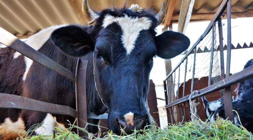 Глава Крыма рассказал о методах борьбы с завышением цен на продукты в республике