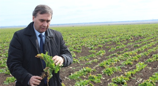 Крым станет базовым регионом для импортозамещения семян сахарной свеклы