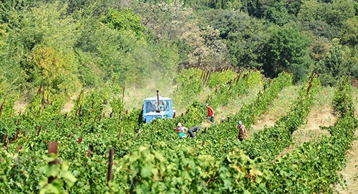 Более 750 га виноградников и 600 га садов высадят в этом году в Крыму