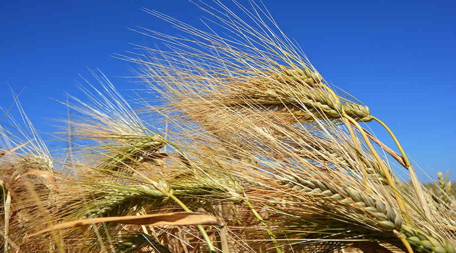 Аграрии Крыма намолотили более 150 тысяч тонн зерновых