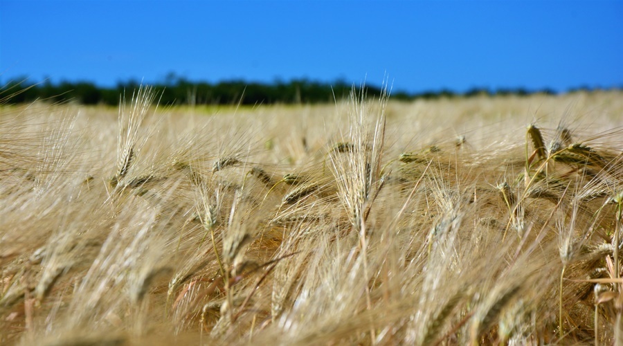 Крым получит 105 млн для поддержки производства зерна