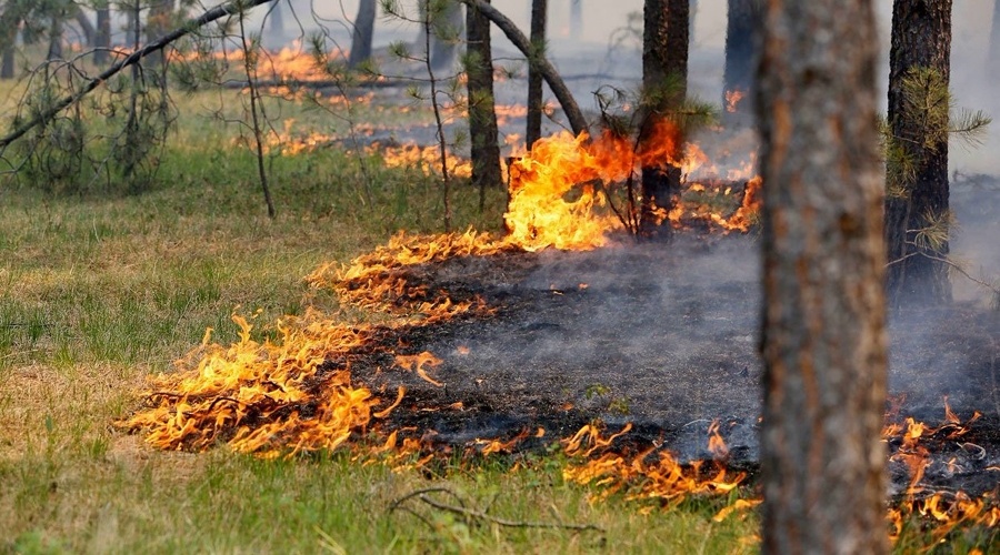 Площадь лесного пожара в Симферопольском районе возросла до 12 гектаров