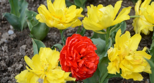 На выставке тюльпанов в Никитском ботаническом саду будут цвести 50 тыс цветов (ФОТО)