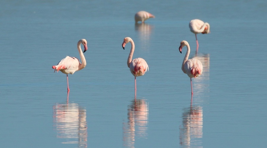 Ученые не считают зимовку фламинго в Крыму уникальным явлением