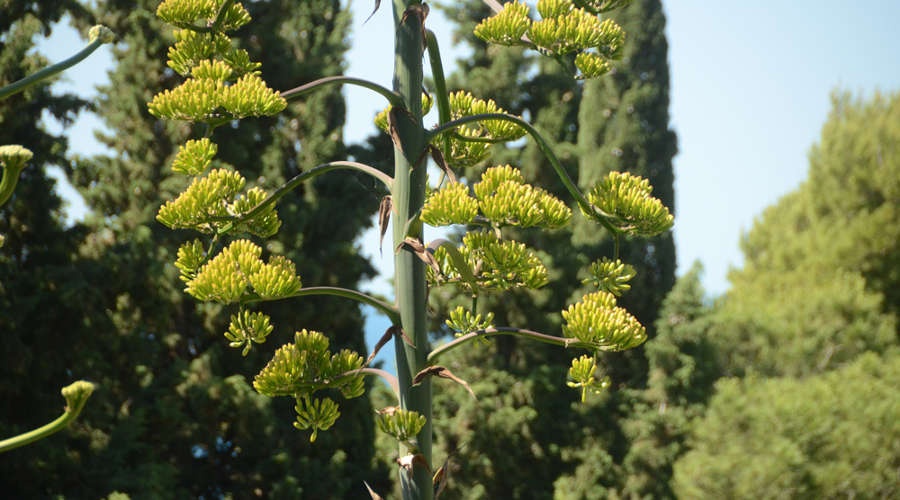 Полувековая агава зацвела в Никитском ботаническом саду