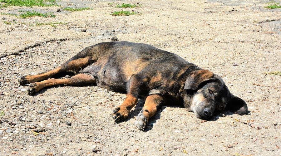 Менее 5% отловленных в прошлом году в Симферополе бездомных собак попали в приют