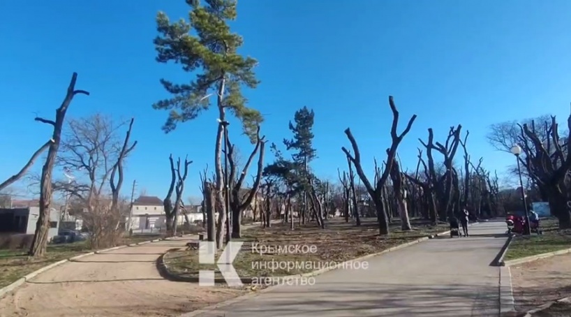 Прокуратура проверит адекватность обрезки деревьев в парке Симферополя