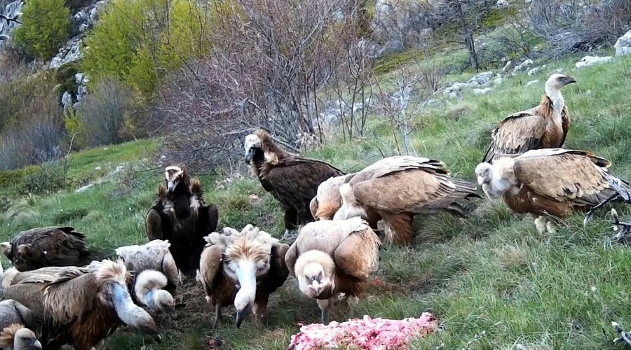 Хищным птицам в Крыму в этом году скормят три тонны мяса 