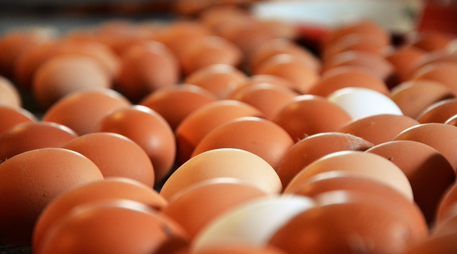 Импортные яйца прошли мимо торговых сетей на переработку