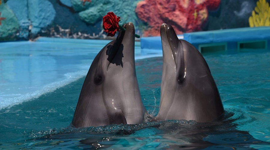 Алуштинский дельфинарий, в котором зимой треснул бассейн с дельфинами, вернулся к нормальной работе