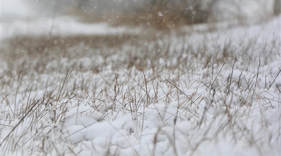 Снегопады в Крыму уберегли урожай от вымерзания и обеспечили поля влагой
