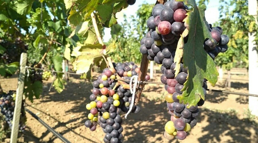 Почти 30 га виноградников заложено в Судаке в рамках двух инвестпроектов