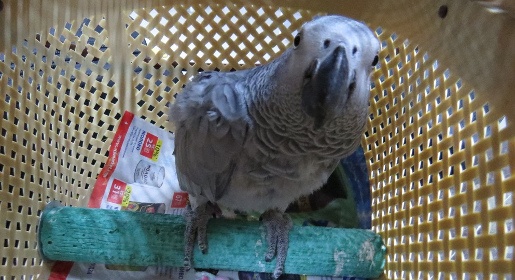 Россельхознадзор не пропустил с Украины в Крым почти 200 кг курятины и двух попугаев