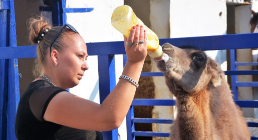 Посетители зооуголка Детского парка Симферополя в конце осени смогут познакомиться с верблюжонком Масяней