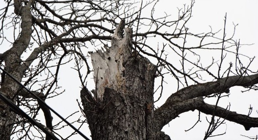Глава администрации Симферополя посоветовал критикам обрезки деревьев посмотреть на растения весной
