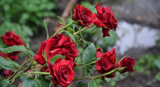 Глава администрации Симферополя задумал вернуть розы на городские клумбы
