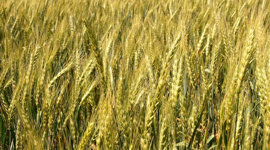 Минсельхоз заявил о гибели урожая на 122 га после потопа в Ленинском районе Крыма