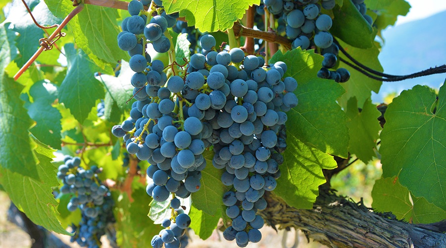 Представители отрасли оценили закон о виноградарстве и виноделии