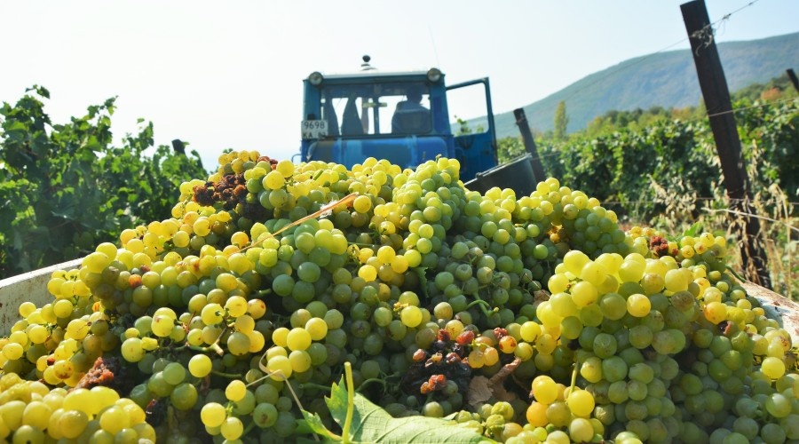 Закон о виноградарстве и виноделии показывает особое отношение государства к отрасли