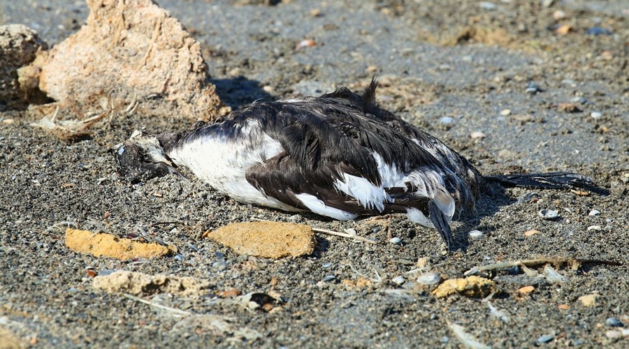 Эксперты установили источник заражения птиц в Крыму