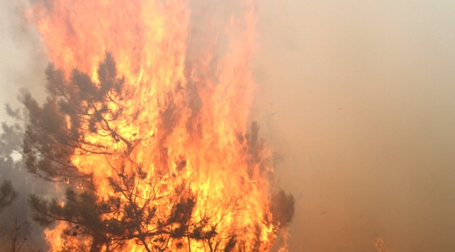 Чрезвычайная пожарная опасность сохранится в Крыму до средины следующей недели