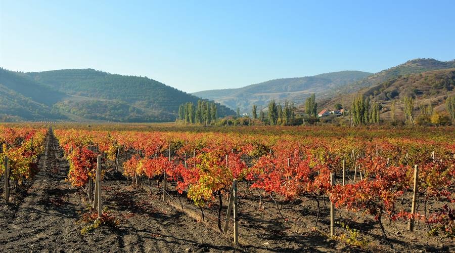 Почти 900 гектаров новых виноградников заложили аграрии Крыма в этом году