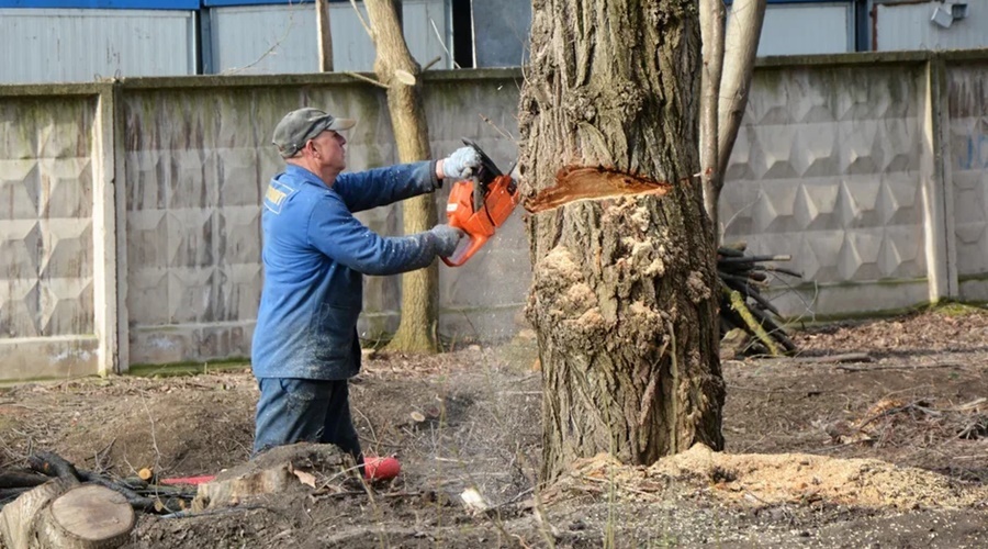 Обрезку деревьев в Симферополе остановили из-за множественных нарушений