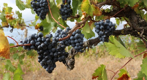 Крыму необходимо 750 млн руб на закладку 1,1 тыс га новых садов и виноградников