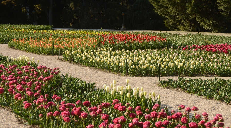 Никитский ботсад представит в этом году почти сотню новых сортов на Параде тюльпанов