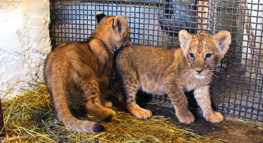 Двое львят родились в зооуголке Детского парка Симферополя