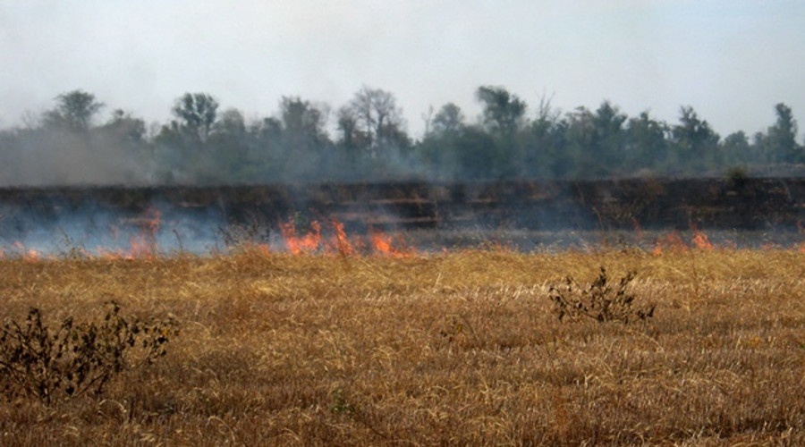 Пожар уничтожил 3 га лесополосы в Советском районе Крыма