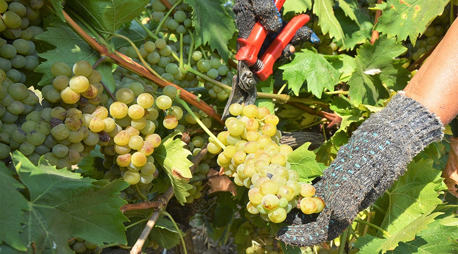 Урожай винограда в этом году ожидается на уровне 123 тыс тонн
