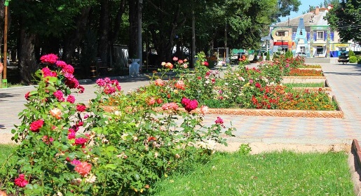 Сотрудники Детского парка Симферополя высадили 100 кустов роз (ФОТО)