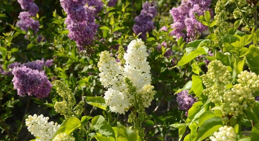 Никитский ботанический сад приглашает посетителей в цветущий сирингарий (ФОТО)