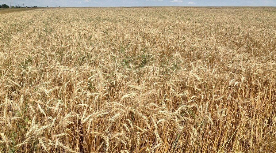 Минсельхоз США заявил о трудностях экспорта украинской пшеницы на фоне высокого урожая в России