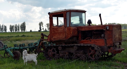 Развитие козоводства является приоритетом животноводческой отрасли Крыма – министр