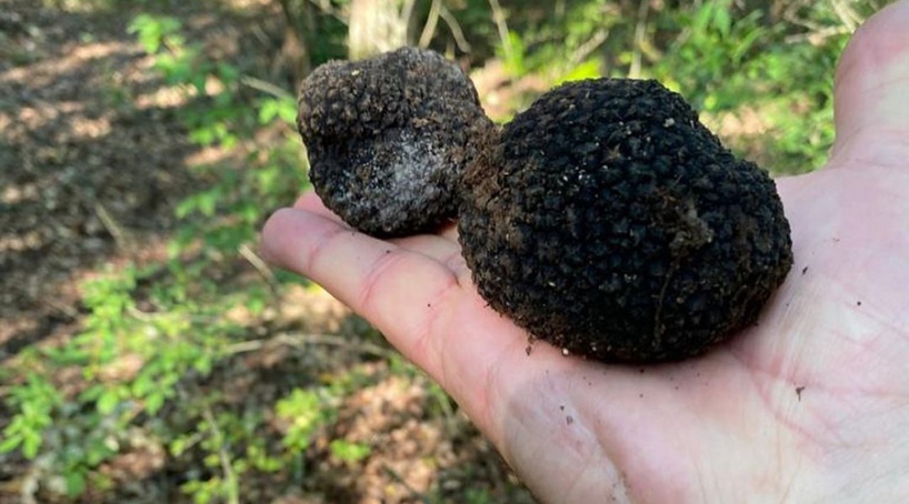 Вице-премьер Хуснуллин с собаками нашел трюфели в Крыму