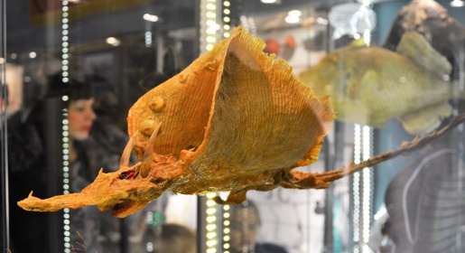 Панорамное видео обновленного Музея рыбы и рыболовства в Феодосии