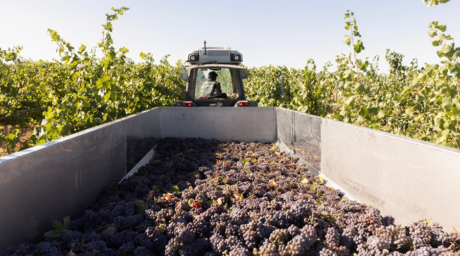 Урожай винограда в Крыму сократился почти на 9% в этом году