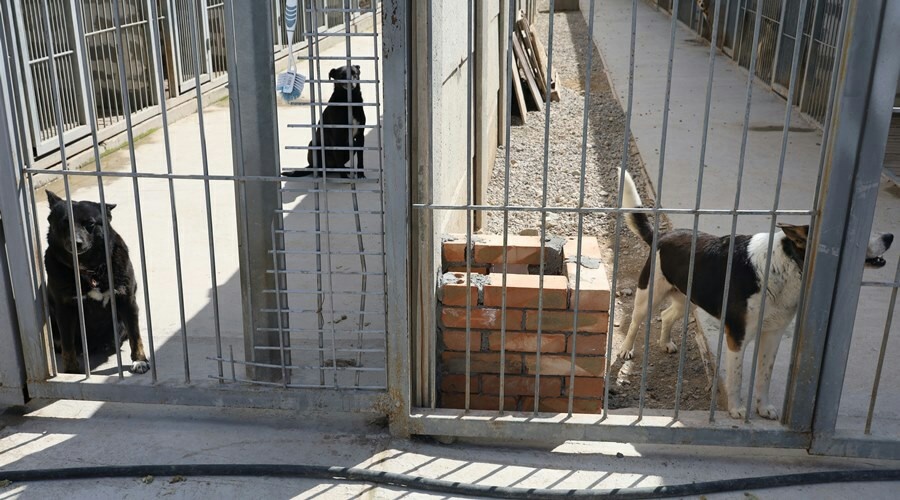 Симферопольский приют для бездомных животных будет передан в республиканскую собственность