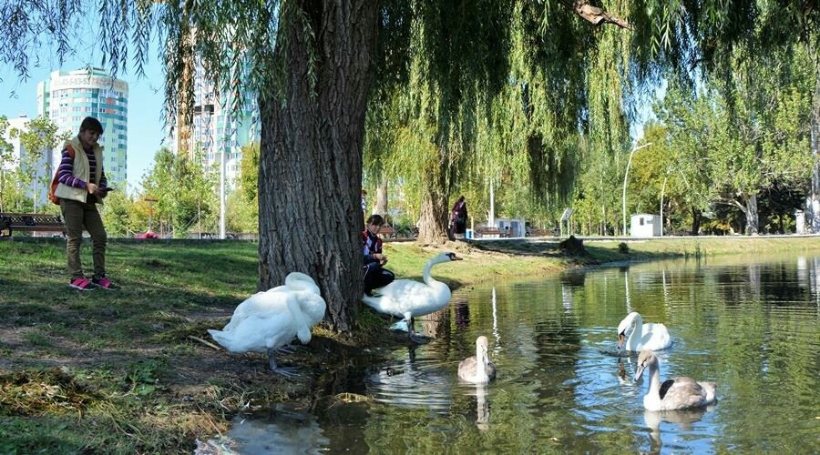 Проектирование реконструкции парка Гагарина в Симферополе начнется только в 2023 году