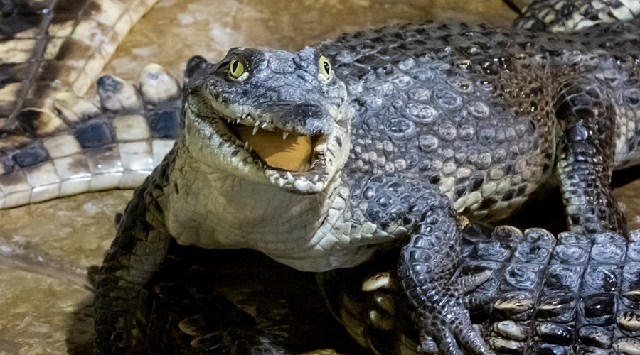 Крокодиляриум в Ялте оказался под угрозой закрытия, устранить замечания невозможно
