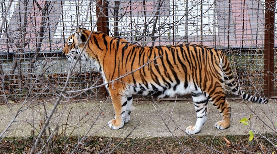 Суд в Крыму рассмотрит дело против бизнесмена Зубкова о покусанном тигром ребенке