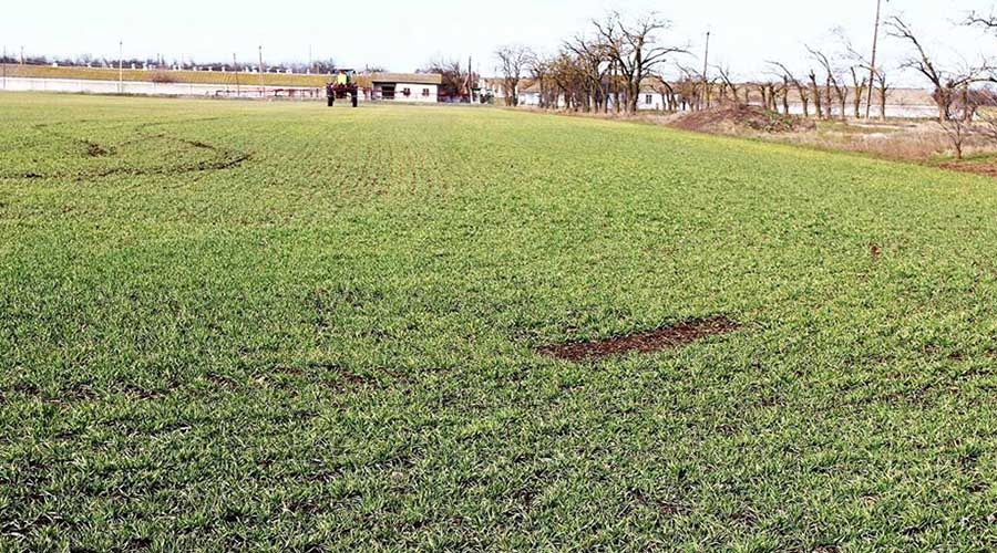 Заморозки повредили сельхозпосевы в степном Крыму