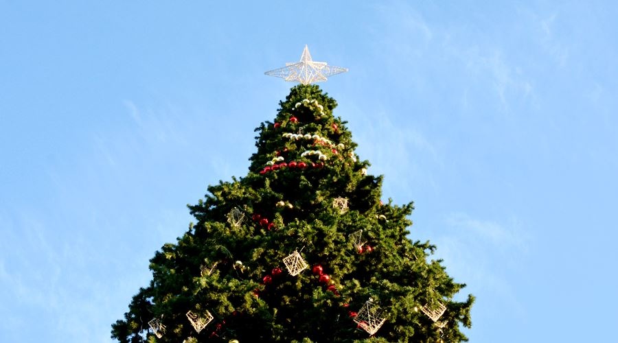 Новогодние елки будут установлены и на придомовых территориях в Ялте