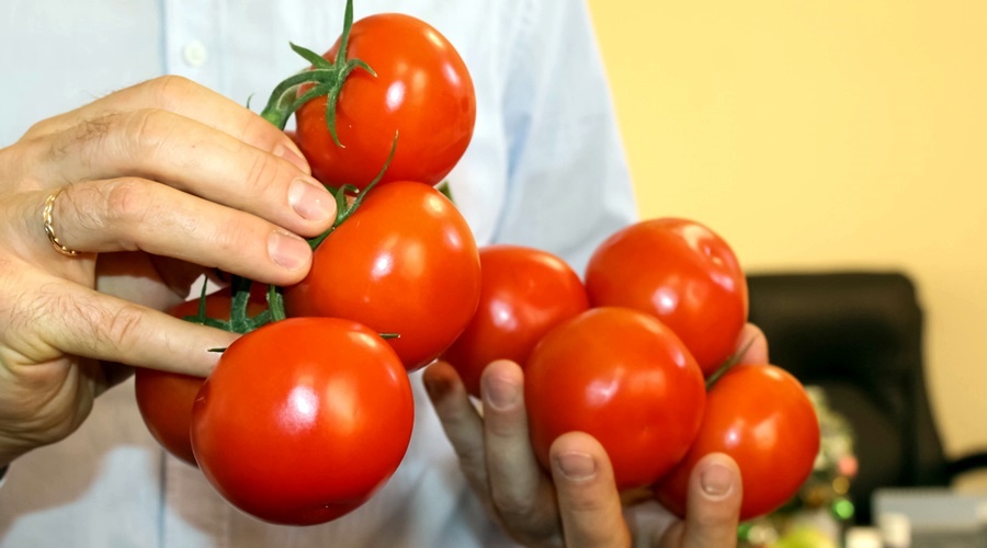 Первые 22 тонны томатов собраны в Крыму