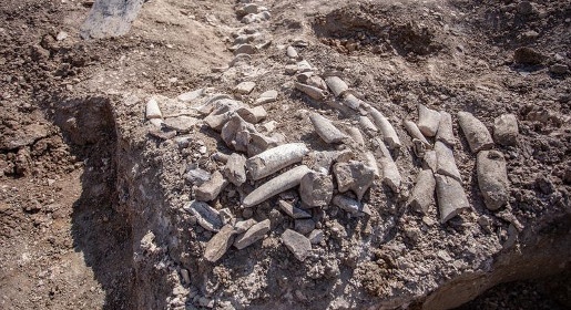 Скелет древнего кита обнаружен в районе Крымского моста